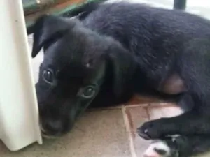 Cachorro raça Srd idade 2 a 6 meses nome Preta