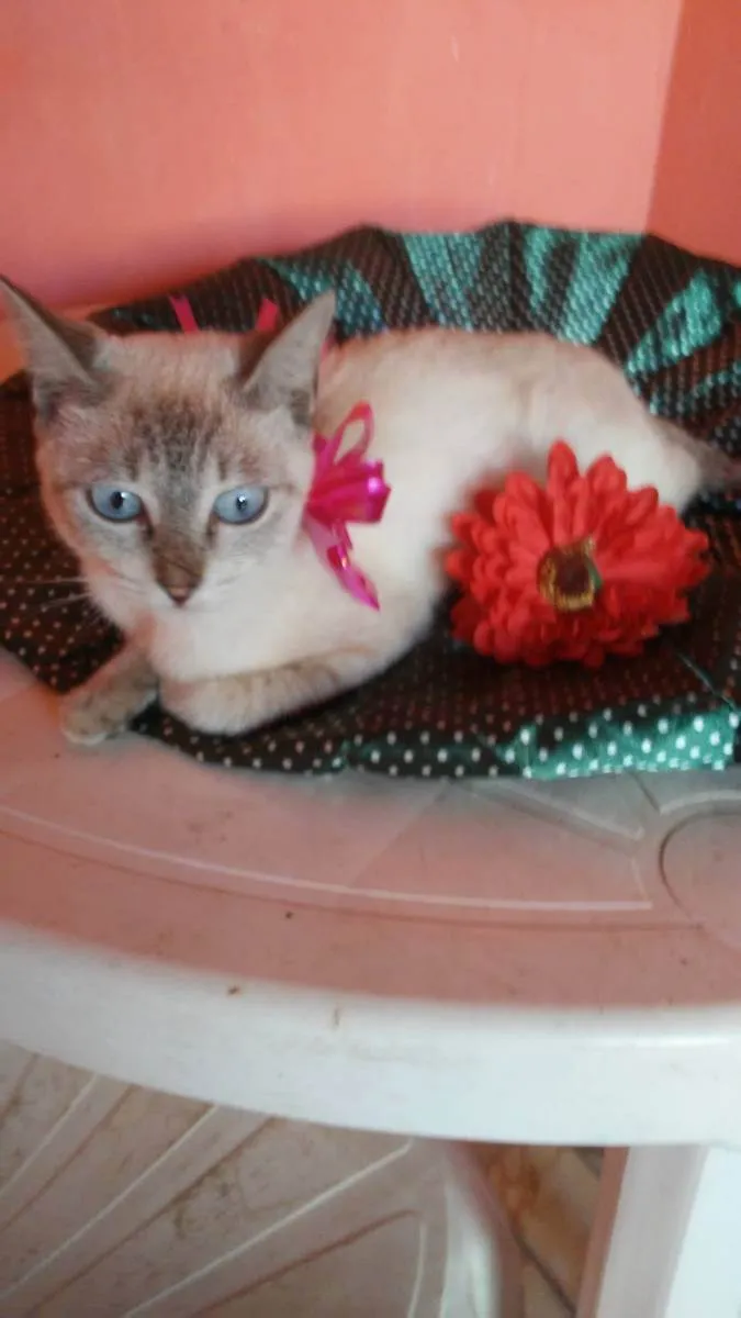 Gato ra a Comum idade 2 a 6 meses nome Princesa
