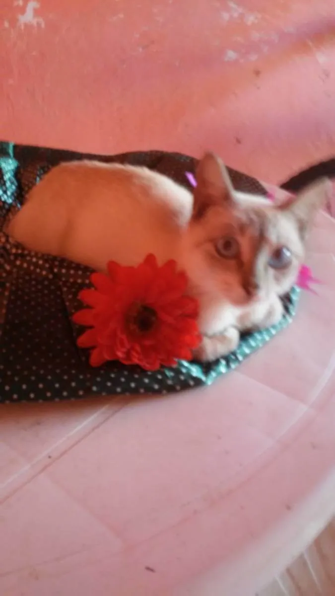 Gato ra a Comum idade 2 a 6 meses nome Princesa