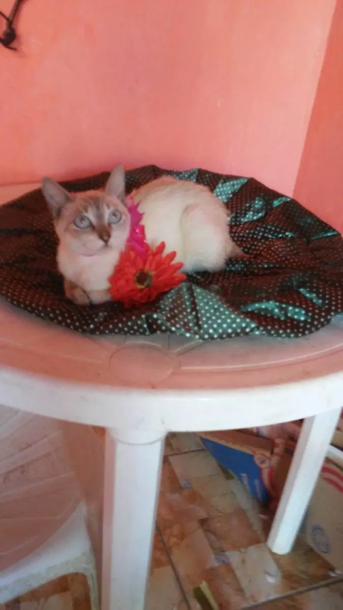 Gato ra a Comum idade 2 a 6 meses nome Princesa