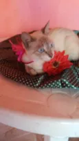 Princesa