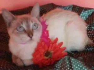 Gato raça Comum idade 2 a 6 meses nome Princesa