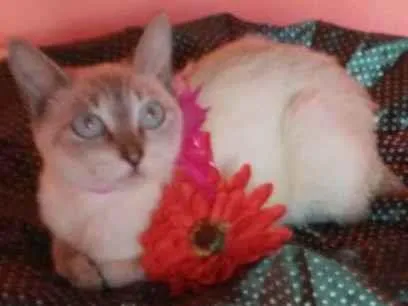 Gato ra a Comum idade 2 a 6 meses nome Princesa