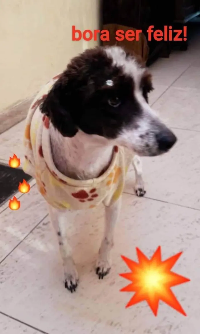 Cachorro ra a SRD idade 5 anos nome Cristal