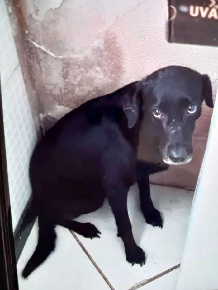 Cachorro ra a Labrador mistura  idade 4 anos nome Preto 