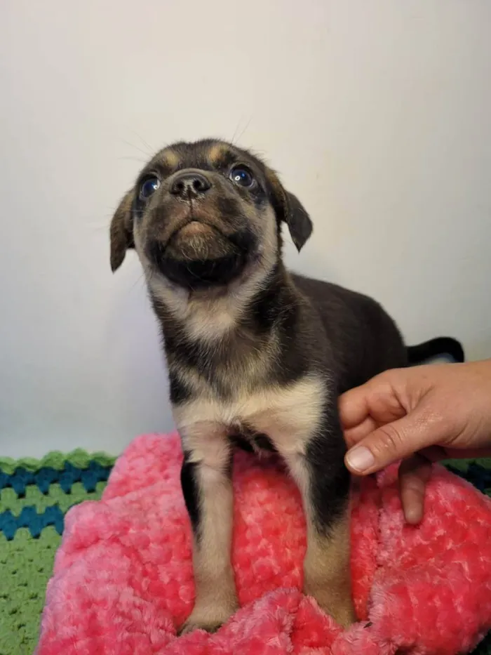 Cachorro ra a SRD idade Abaixo de 2 meses nome Macho 