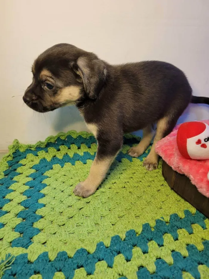 Cachorro ra a SRD idade Abaixo de 2 meses nome Macho 