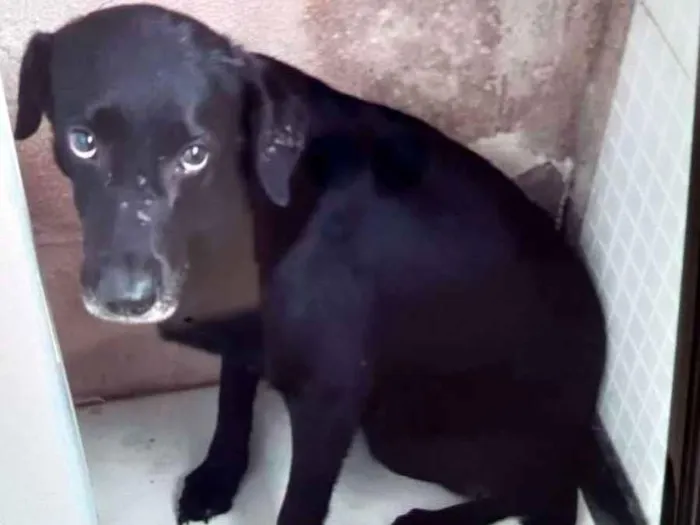 Cachorro ra a Labrador mistura  idade 4 anos nome Preto 