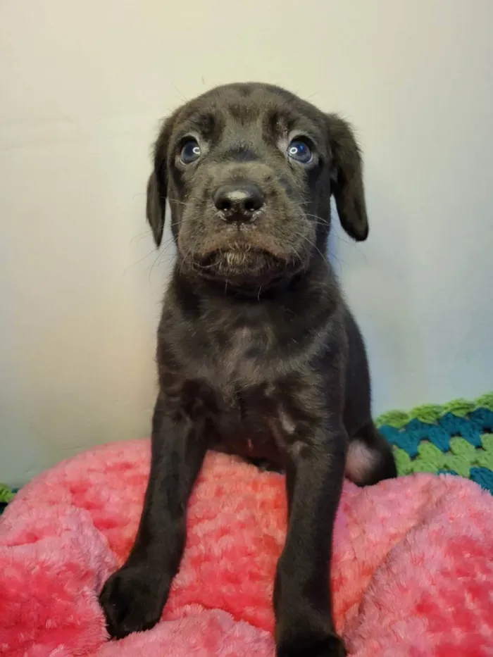 Cachorro ra a SRD idade Abaixo de 2 meses nome Macho carinhoso