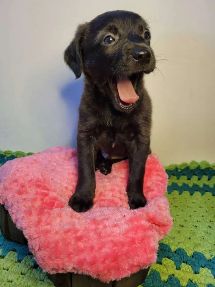 Cachorro ra a  idade Abaixo de 2 meses nome Macho Brincalhão 
