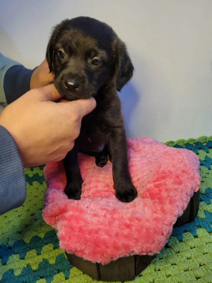 Cachorro ra a  idade Abaixo de 2 meses nome Macho Brincalhão 