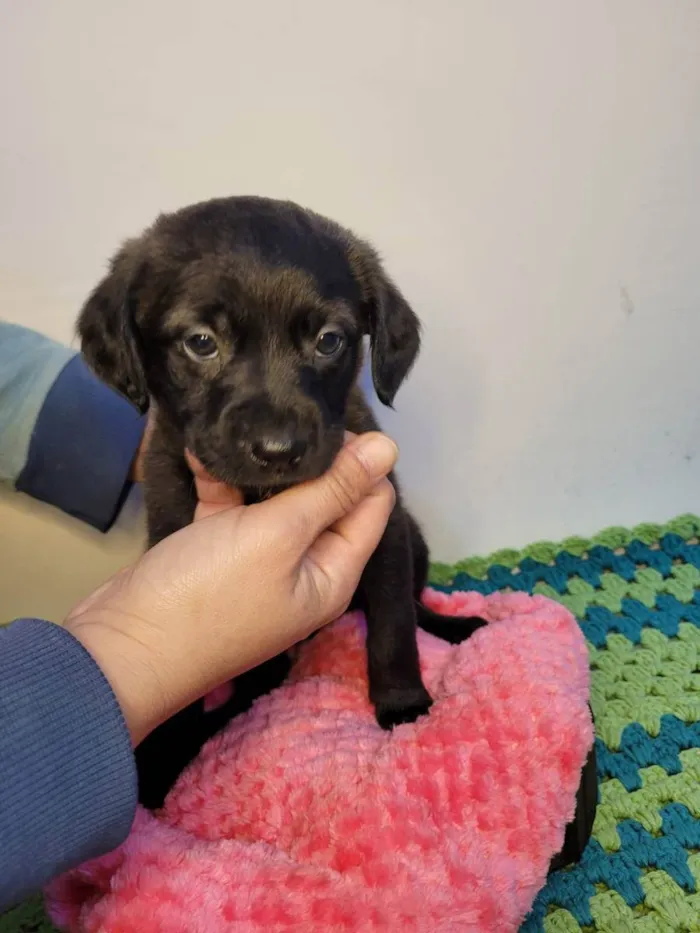 Cachorro ra a  idade Abaixo de 2 meses nome Macho Brincalhão 