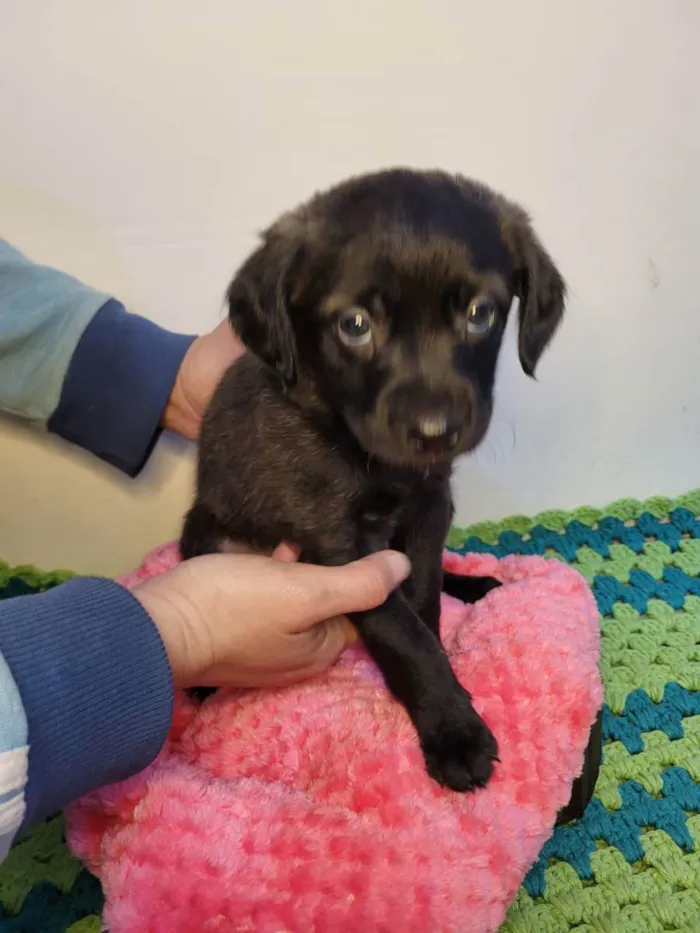 Cachorro ra a  idade Abaixo de 2 meses nome Macho Brincalhão 