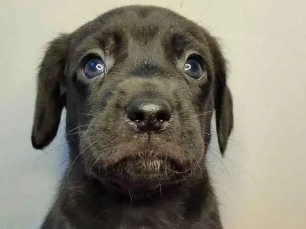 Cachorro ra a SRD idade Abaixo de 2 meses nome Macho carinhoso