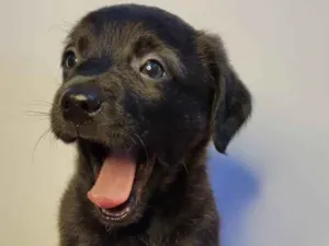 Cachorro raça  idade Abaixo de 2 meses nome Macho Brincalhão 