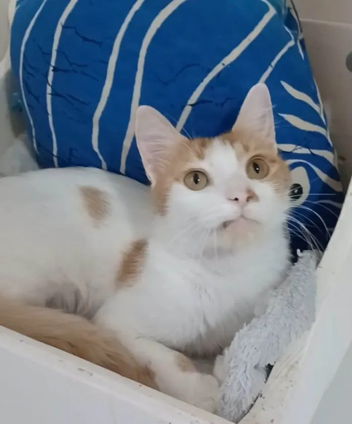 Gato ra a Srd idade 1 ano nome Ozzy