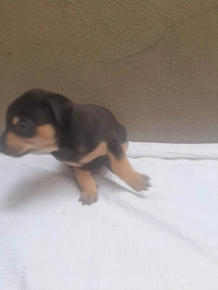 Cachorro ra a SRD - LINDAS VIRALATINHAS idade Abaixo de 2 meses nome SEM NOME DEFINIDO