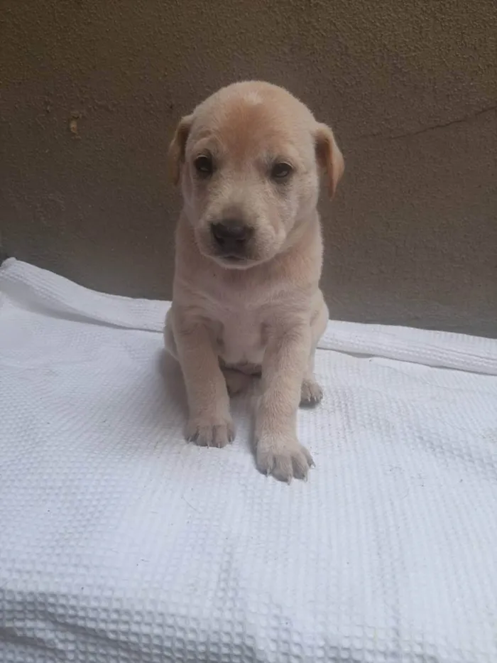 Cachorro ra a SRD - LINDAS VIRALATINHAS idade Abaixo de 2 meses nome SEM NOME DEFINIDO