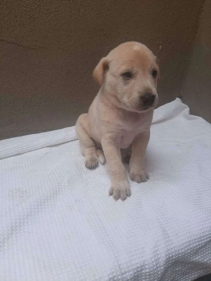 Cachorro ra a SRD - LINDAS VIRALATINHAS idade Abaixo de 2 meses nome SEM NOME DEFINIDO