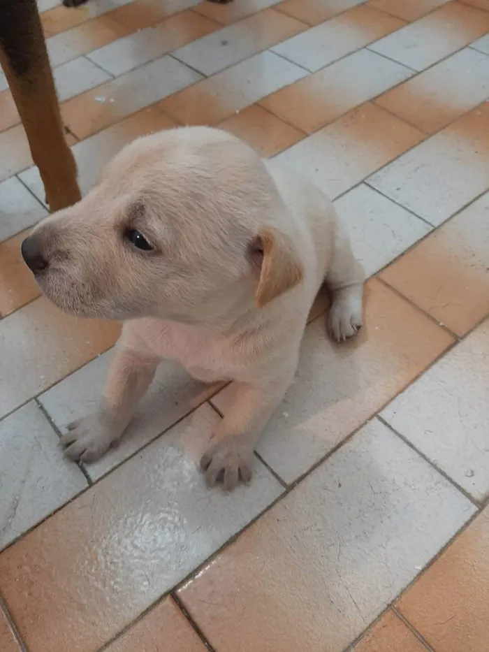 Cachorro ra a SRD - LINDAS VIRALATINHAS idade Abaixo de 2 meses nome SEM NOME DEFINIDO