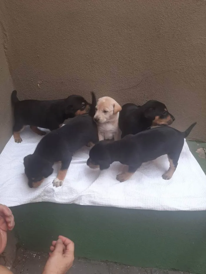 Cachorro ra a SRD - LINDAS VIRALATINHAS idade Abaixo de 2 meses nome SEM NOME DEFINIDO