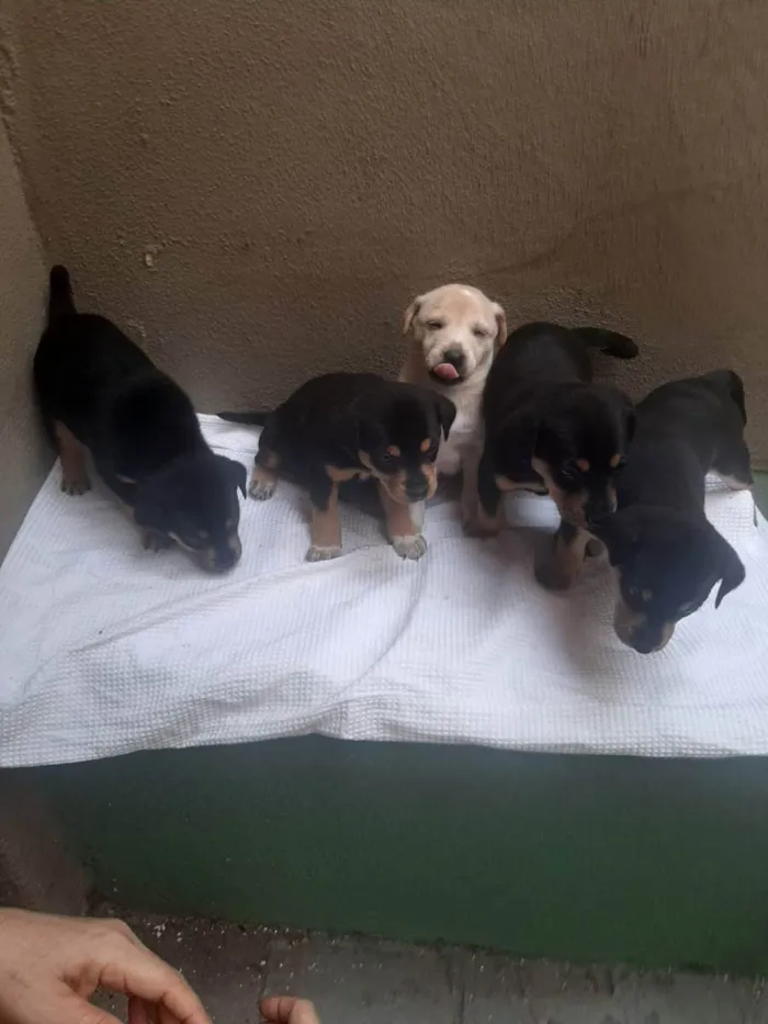 Cachorro ra a SRD - LINDAS VIRALATINHAS idade Abaixo de 2 meses nome SEM NOME DEFINIDO