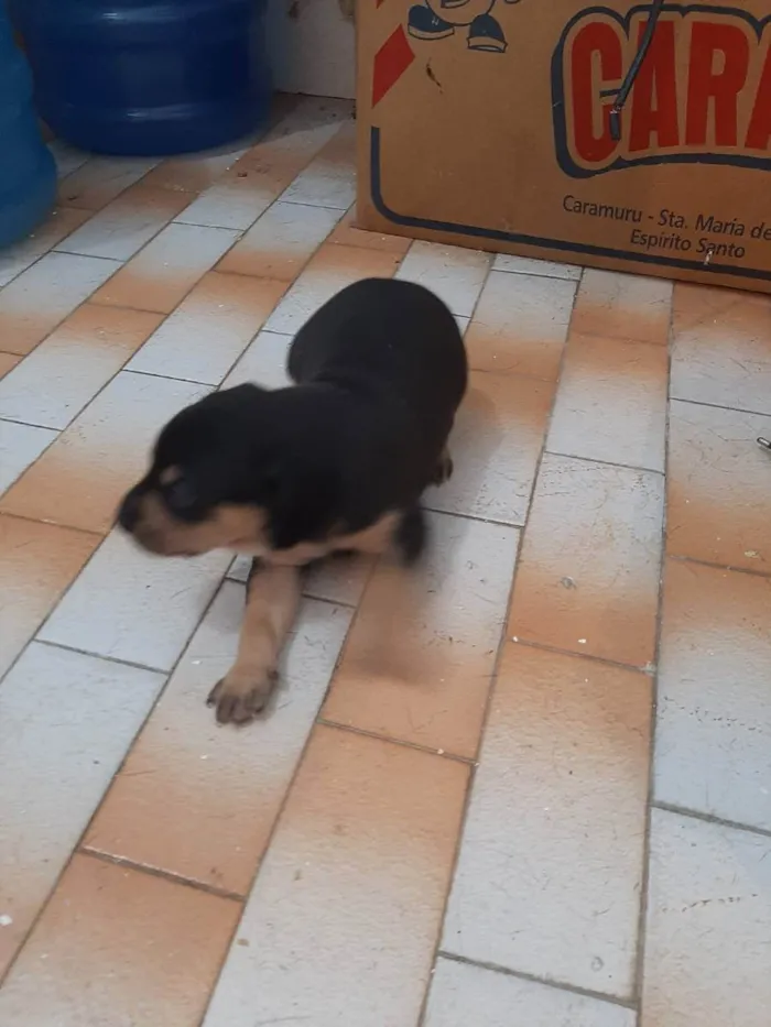 Cachorro ra a SRD - LINDAS VIRALATINHAS idade Abaixo de 2 meses nome SEM NOME DEFINIDO