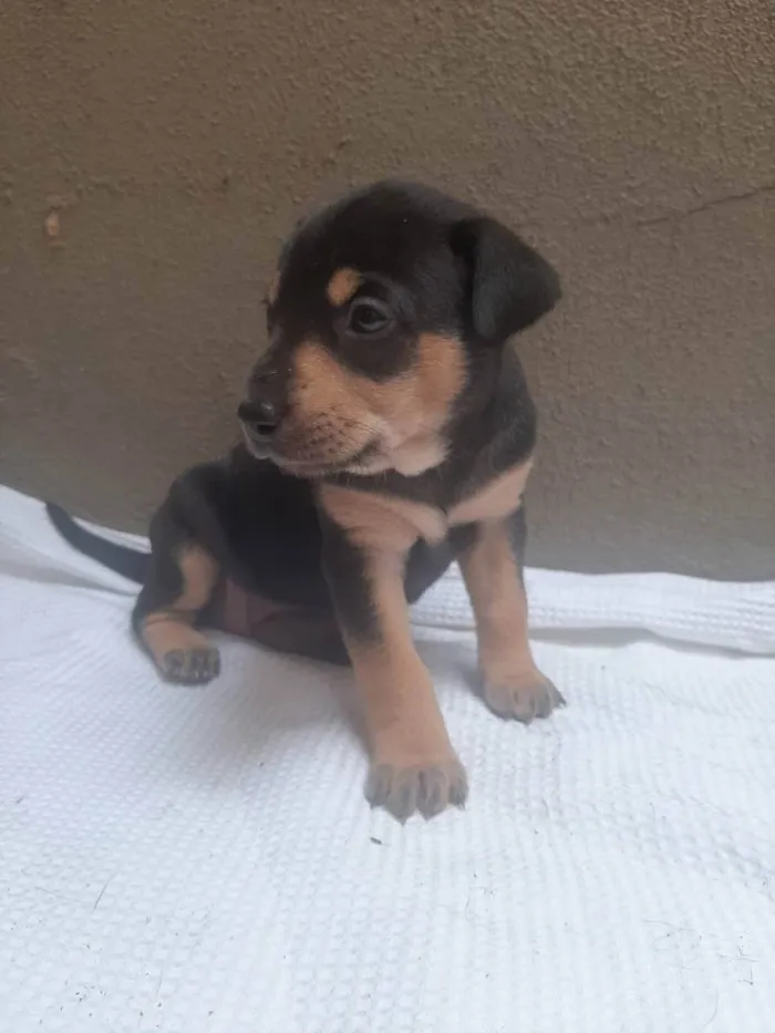 Cachorro ra a SRD - LINDAS VIRALATINHAS idade Abaixo de 2 meses nome SEM NOME DEFINIDO