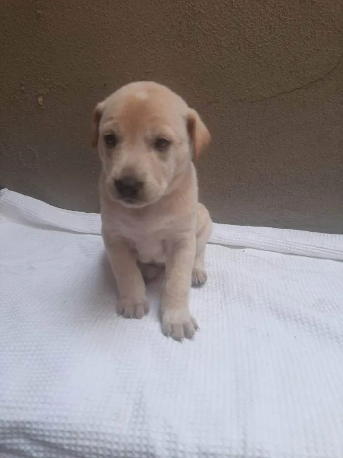 Cachorro ra a SRD - LINDAS VIRALATINHAS idade Abaixo de 2 meses nome SEM NOME DEFINIDO