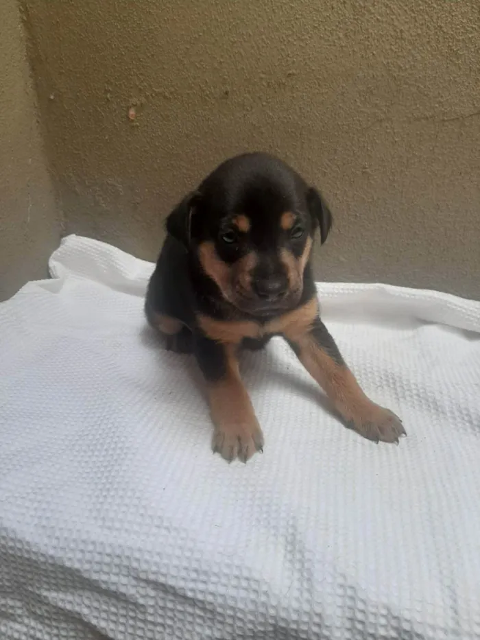 Cachorro ra a SRD - LINDAS VIRALATINHAS idade Abaixo de 2 meses nome SEM NOME DEFINIDO