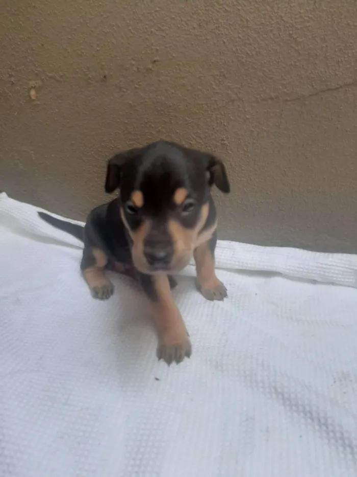 Cachorro ra a SRD - LINDAS VIRALATINHAS idade Abaixo de 2 meses nome SEM NOME DEFINIDO