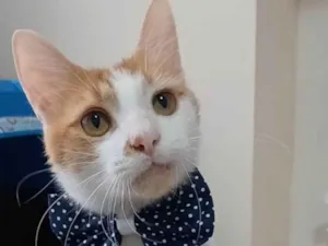 Gato raça Srd idade 1 ano nome Ozzy