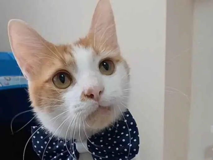 Gato ra a Srd idade 1 ano nome Ozzy
