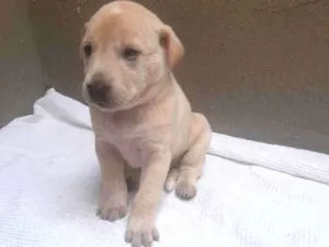 Cachorro raça SRD - LINDAS VIRALATINHAS idade Abaixo de 2 meses nome SEM NOME DEFINIDO