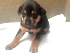 Cachorro raça SRD - LINDAS VIRALATINHAS idade Abaixo de 2 meses nome SEM NOME DEFINIDO