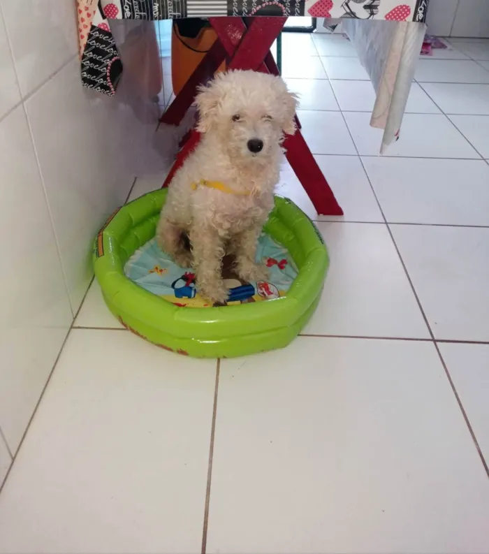 Cachorro raça Poodle idade 5 anos nome Bolinha