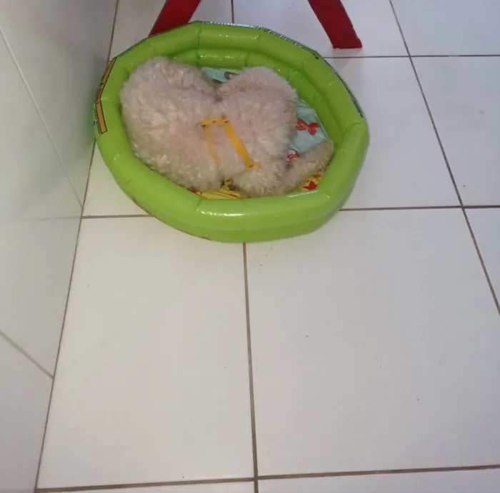 Cachorro raça Poodle idade 5 anos nome Bolinha