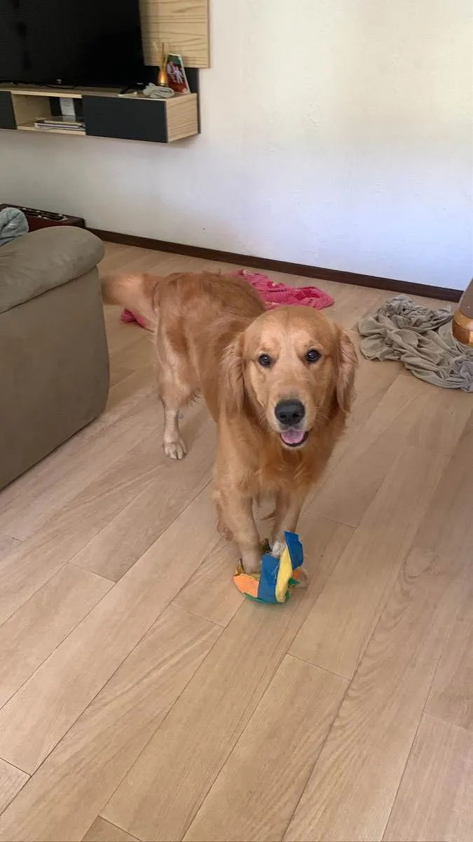 Cachorro ra a Golden retraiver idade 1 ano nome Coco 
