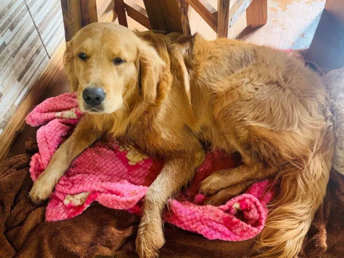Cachorro ra a Golden retraiver idade 1 ano nome Coco 