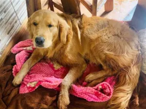 Cachorro raça Golden retraiver idade 1 ano nome Coco 