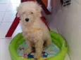Bolinha