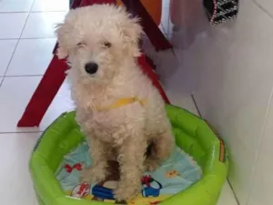 Cachorro raça Poodle idade 5 anos nome Bolinha