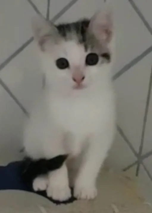 Gato ra a Felino SRD idade 2 a 6 meses nome Jony