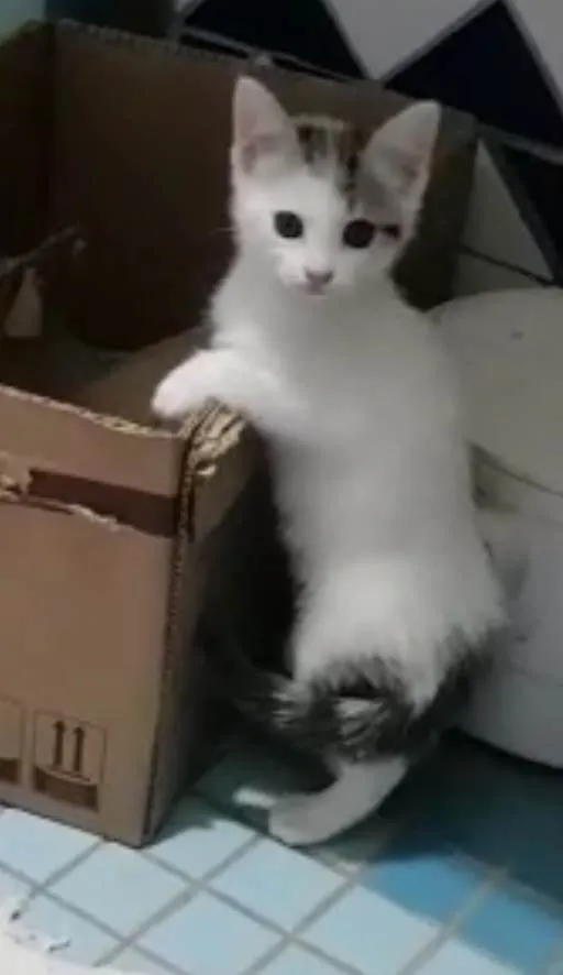 Gato ra a Felino SRD idade 2 a 6 meses nome Jony