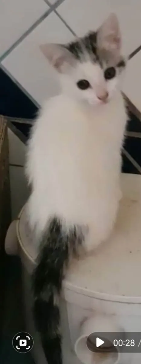 Gato ra a Felino SRD idade 2 a 6 meses nome Jony