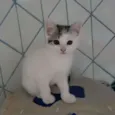 Jony
