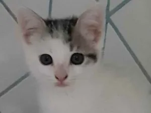 Gato raça Felino SRD idade 2 a 6 meses nome Jony
