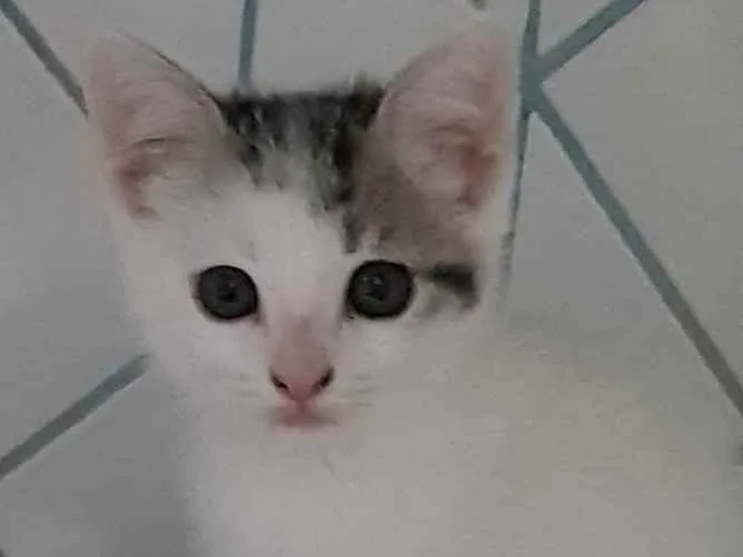 Gato ra a Felino SRD idade 2 a 6 meses nome Jony