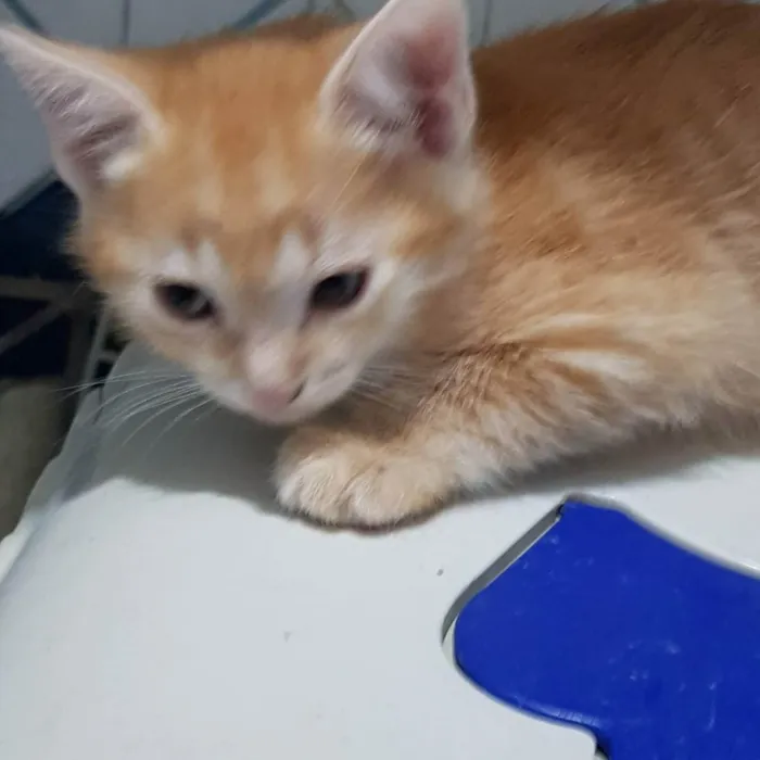 Gato ra a Felino SRD idade 2 a 6 meses nome Garfield