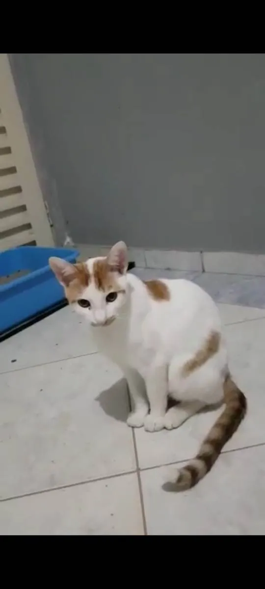 Gato ra a Felino SRD idade 2 a 6 meses nome Tom Tom